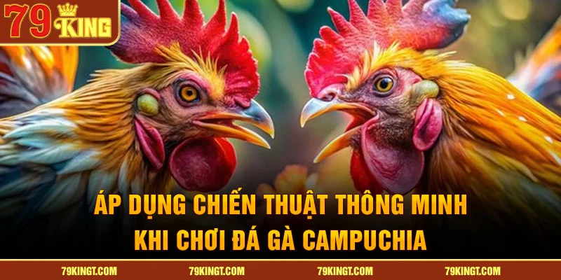 Áp dụng chiến thuật thông minh khi chơi đá gà Campuchia